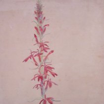 2008.05.47b Cardinal